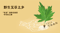 艾草越嫩越好，还是越久越好？悄悄告诉你：艾草这样用，效果最好！