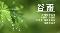 【二十四节气灸】谷雨时节，用艾为您的健康加上一道保险！