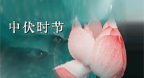 【艾灸三伏天】中伏：三伏灸的关键转折点！“灸”除病根的大好时机！