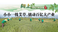 【行业资讯】向上，特色产业看河南：南阳艾区域品牌正在叫响！