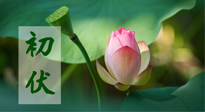 【三伏天】初伏将至，“蒸煮”模式开启！想要健康，这四类食物别错过！！