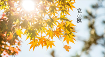 【节气饮食】立秋将至，吃最合适的饮食，平稳度过季节交替！